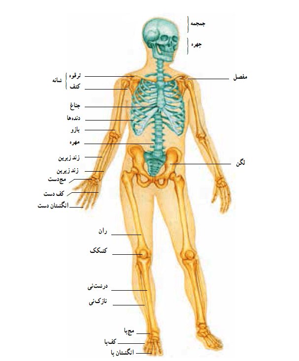 آناتومی اسکلت بدن انسان -آسمان فیتنس
